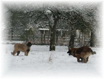 Jeunes leonberger jouant dans la neige