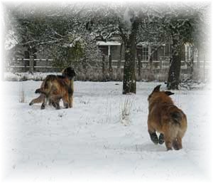Jeunes leonberger jouant dans la neige