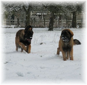 Jeunes leonberger jouant dans la neige
