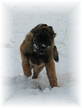 Jeunes leonberger jouant dans la neige