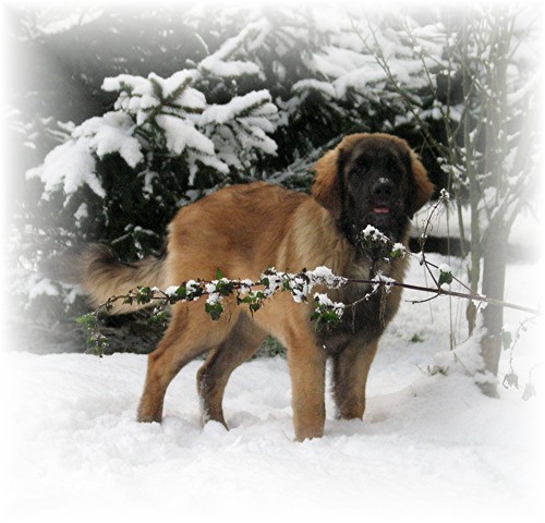 Le royaume des leonberg des Neiges de Chantelouve