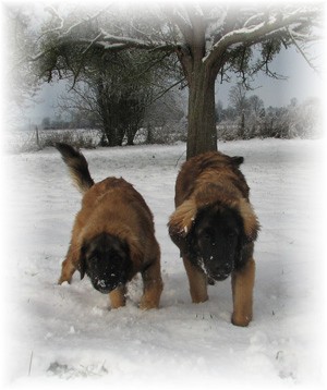 Etiennette et Etienne, jeunes leonbergs des neiges