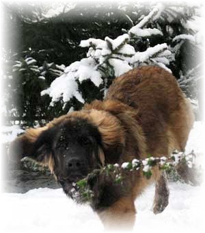 Les leonberg et la dame blanche