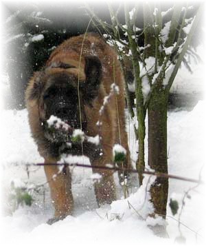 Etiennette, jeune leonberg des neiges