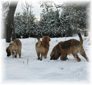 La portée Leonberg Messidor des Neiges de Chantelouve