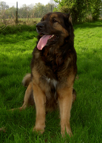 Leonberg des Neiges de Chantelouve
