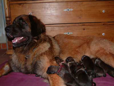 Leonberg des Neiges de Chantelouve
