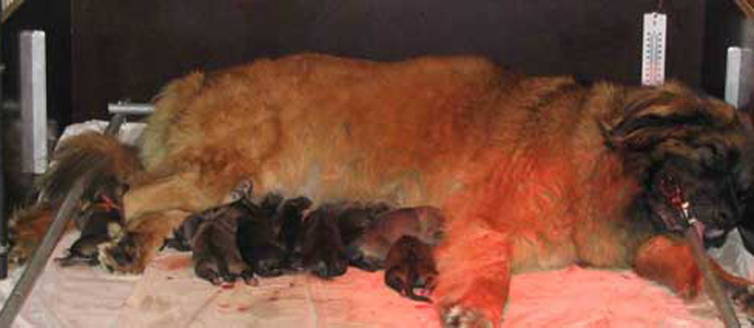 Leonberger des Neiges de Chantelouve