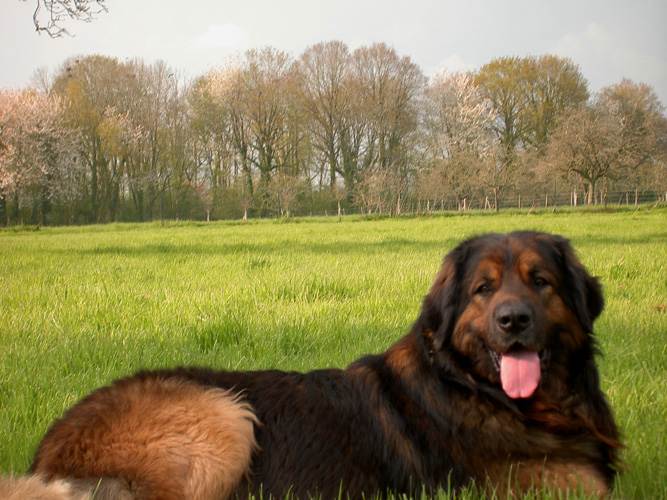 Leonberger des Neiges de Chantelouve