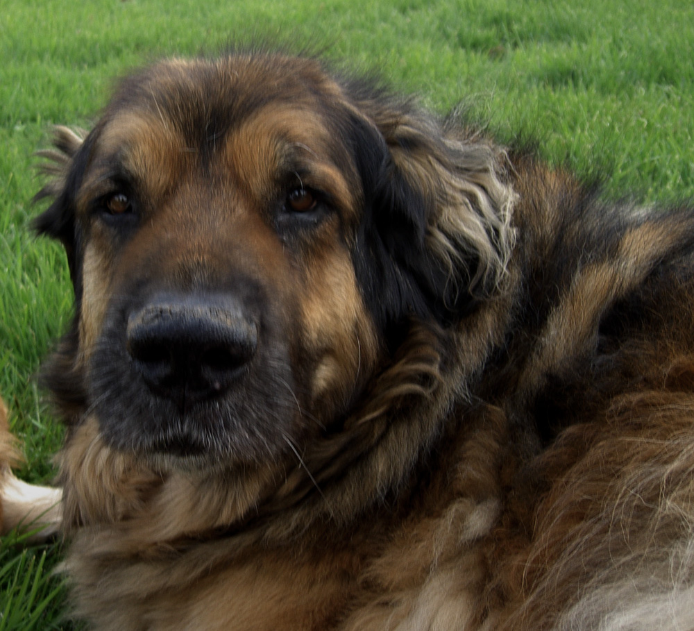 Leonberger des Neiges de Chantelouve
