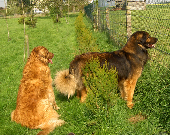 Leonberger des Neiges de Chantelouve