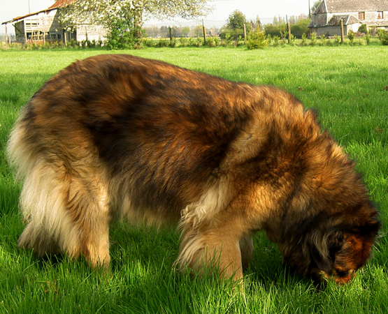 Leonberger des Neiges de Chantelouve