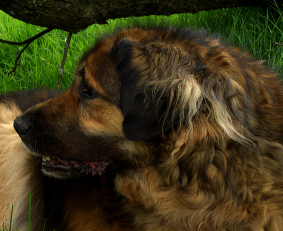 Leonberger des Neiges de Chantelouve