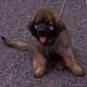 Leonberger, Amelie-Floréal des Neiges de Chantelouve