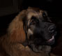 Leonberger, Amelie-Floréal des Neiges de Chantelouve