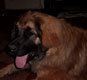Leonberger, Amelie-Floréal des Neiges de Chantelouve