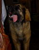 Leonberger, Amelie-Floréal des Neiges de Chantelouve