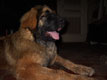 Leonberger, Amelie-Floréal des Neiges de Chantelouve