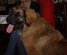 Leonberger, Amelie-Floréal des Neiges de Chantelouve