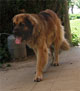Leonberger, Amelie-Floréal des Neiges de Chantelouve