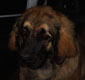 Leonberger, Amelie-Floréal des Neiges de Chantelouve