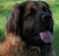 Leonberger, Amelie-Floréal des Neiges de Chantelouve