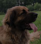 Leonberger, Amelie-Floréal des Neiges de Chantelouve