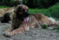 Leonberger, Amelie-Floréal des Neiges de Chantelouve