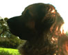 Leonberger, Amelie-Floréal des Neiges de Chantelouve