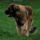 Leonberger, Amelie-Floréal des Neiges de Chantelouve