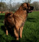Leonberger, Amelie-Floréal des Neiges de Chantelouve