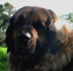 Leonberger, Amelie-Floréal des Neiges de Chantelouve