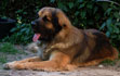 Leonberger, Amelie-Floréal des Neiges de Chantelouve