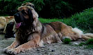 Leonberger, Amelie-Floréal des Neiges de Chantelouve