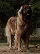 Leonberger, Amelie-Floréal des Neiges de Chantelouve