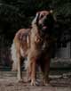 Leonberger, Amelie-Floréal des Neiges de Chantelouve