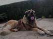 Leonberger, Amelie-Floréal des Neiges de Chantelouve