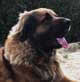 Leonberger, Amelie-Floréal des Neiges de Chantelouve