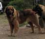 Leonberger, Amelie-Floréal des Neiges de Chantelouve