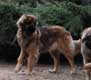 Leonberger, Amelie-Floréal des Neiges de Chantelouve