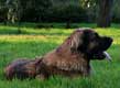 Leonberger, Amelie-Floréal des Neiges de Chantelouve