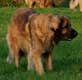 Leonberger, Amelie-Floréal des Neiges de Chantelouve