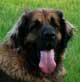 Leonberger, Amelie-Floréal des Neiges de Chantelouve