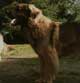 Leonberger, Amelie-Floréal des Neiges de Chantelouve