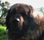 Leonberger, Amelie-Floréal des Neiges de Chantelouve
