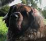 Leonberger, Amelie-Floréal des Neiges de Chantelouve
