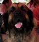 Leonberger, Amelie-Floréal des Neiges de Chantelouve