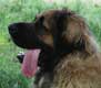 Leonberger, Amelie-Floréal des Neiges de Chantelouve
