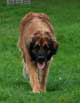 Leonberger, Amelie-Floréal des Neiges de Chantelouve