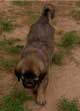 Leonberger, Amelie-Floréal des Neiges de Chantelouve